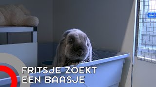 Nieuwe dierenopvang in gebruik: 'Dieren hebben hier de ruimte'
