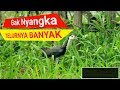 PASTI BELUM PERNAH LIHAT Pasang Kamera Di Dekat Sarang Burung Ruak Ruak Kareo Padi