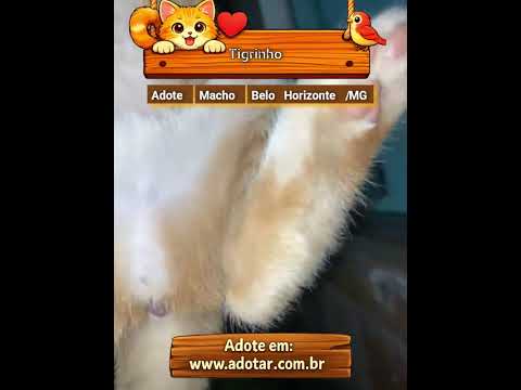Vídeo de Tigrinho