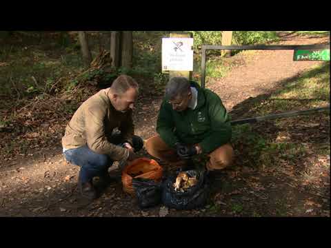 Crackdown on picking mushrooms illegally in Epping Forest