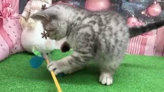 ブリティッシュショートヘアの動画01