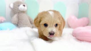 ハーフ犬の動画01