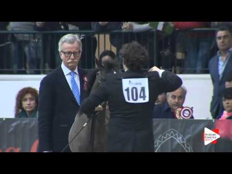 N.104 RK ALABLACK - Milan 2016 - Futurity Colts (Class 14)