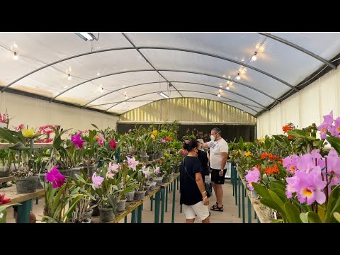 Orchid Show, Krull-Smith Nursery, Amazing Nursery Great Vendors