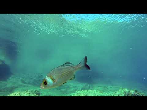 Spondyliosoma cantharus
