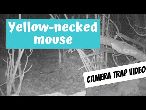 Ryšavka žltohrdlá (Apodemus flavicollis) — záznam fotopascou