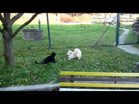 Německý špic štěně 3 měsíce - German Spitz