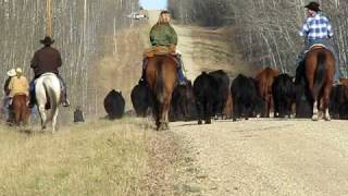 preview picture of video 'Cattle Drive Alberta'