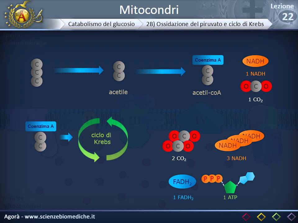 Citologia 22 - Mitocondri