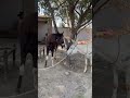 Donkey And Horse Meeting First Time