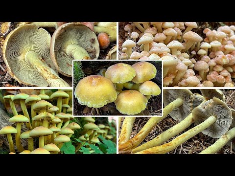 Pilzportrait - Grünblättriger Schwefelkopf, Bitterer Schwefelkopf | Hypholoma fasciculare