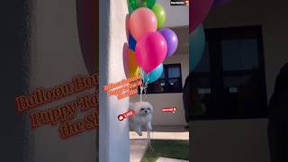 Download lagu Balloon Bonanza.Puppy Takes to the Skies#trending #viral #funny #reels #shortvideo#shorts#reels#dogs mp3