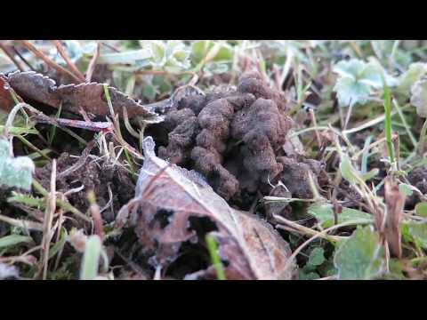 Biologische Bekämpfung von Bodenschädlingen NFP 68