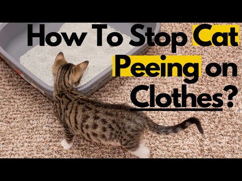 Why Is My Cat Peeing on Clothes? How To Stop It
