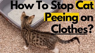 Why Is My Cat Peeing on Clothes? How To Stop It