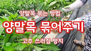 양말목 묶어주기 고추 쓰러짐 방지를 위해 묶어 주는방법 [고추재배방법]