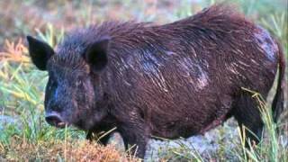 50 CENT AND JMAC LIVE IN AUSTRALIA!