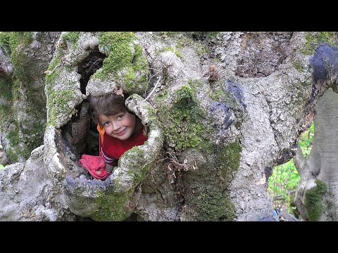 7 Cavité à terreau semi-ouverte - Halboffene Mulmhöhle - Semi-open trunk rot-hole