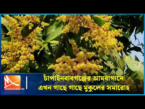চাঁপাইনবাবগঞ্জের আমবাগানে এখন গাছে গাছে মুকুলের সমারোহ | Blossoms Season | Mohona TV