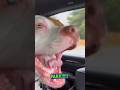 Dog Knew Where He Was Going! - RxCKSTxR Comedy Voiceover