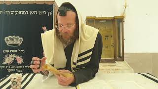 הלכה יומית | דיני השופר | הרב צבי חלמיש שליט"א