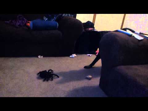 Axel vs giant spider!