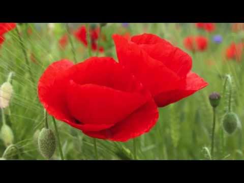 Colourful Cornfield ♪ - Franck Angelis Comastor