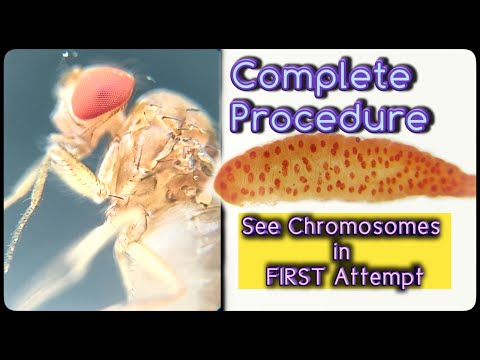 Polytene Chromosomes | Drosophila Salivary Glands Dissection