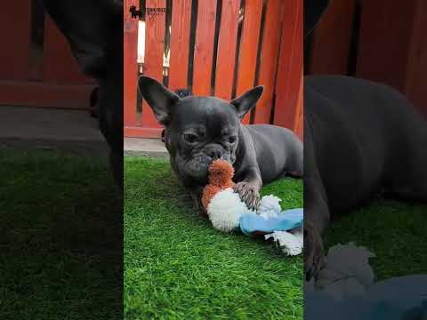 Video 3