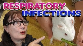 Guinea pig Respiratory infections with Lyn from Cavy Central