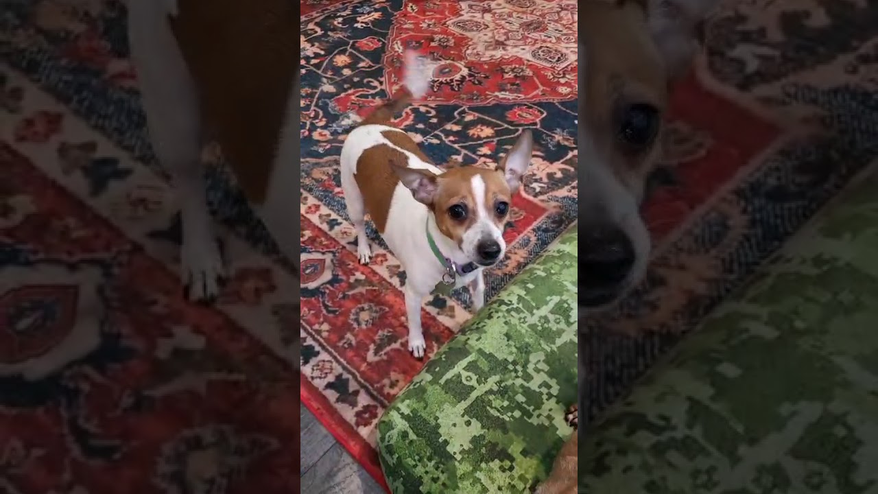 Enlarge Melody, a ADOPTABLE mixed breed in Southport, CT video 2/6