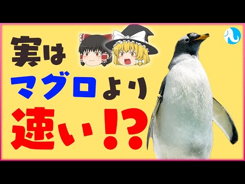 ペンギンには羽毛があるのでしょうか?