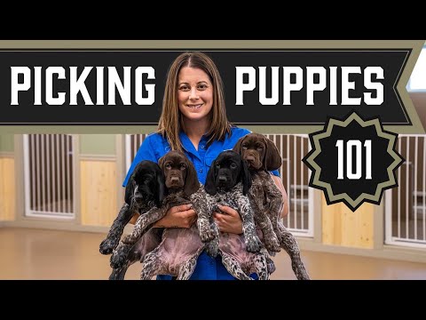 How To Pick A Puppy!