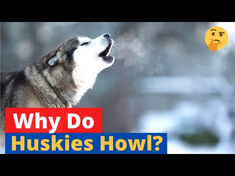 Why do Huskies howl? 🤔 [SECRET EXPOSED]