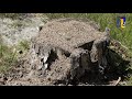 Natuur en Zo TV: heidebeheer (2)