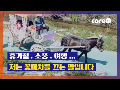 Carriage Horses don’t want to Run