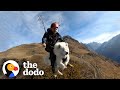 This Dog Goes Paragliding With His Owner And Loves It The Dodo Soulmates
