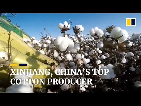 Xinjiang, China’s top cotton producer
