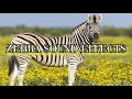 Zebra Sound Effects