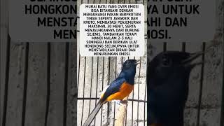 Download lagu Cara Mengatasi Murai Batu Over Emosi #shorts #feedshorts mp3 Download lagu Cara Mengatasi Murai Batu Over Emosi #shorts #feedshorts mp3