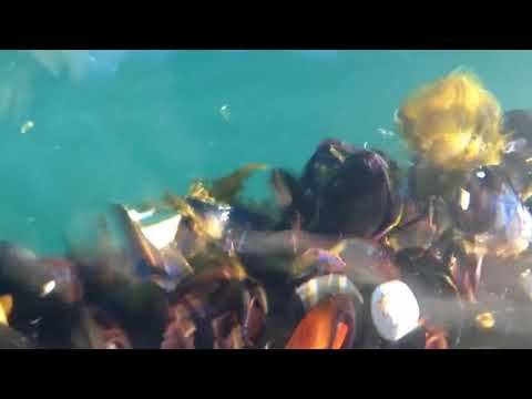 jellyfish + muscles @ hood canal