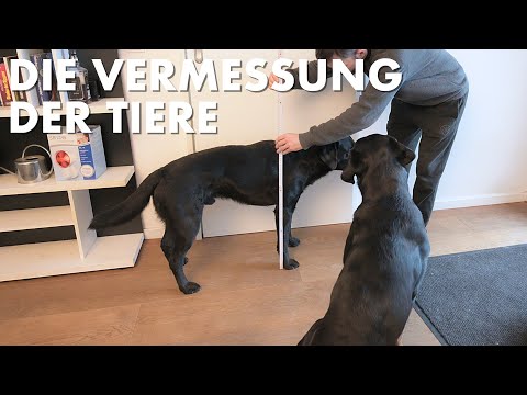 Cedric der Labrador - 195 | Die Vermessung der Tiere