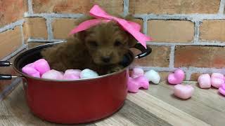 ハーフ犬の動画01