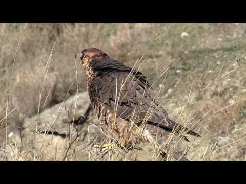 Peregrine Falcon Slowmotion Full HD