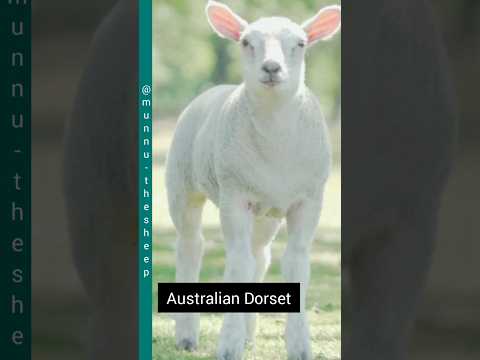 , title : 'Dorset Lamb'