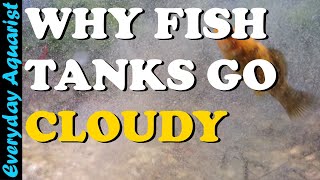 4 Reasons Fish Tank WATER Goes CLOUDY And How To CLEAR IT