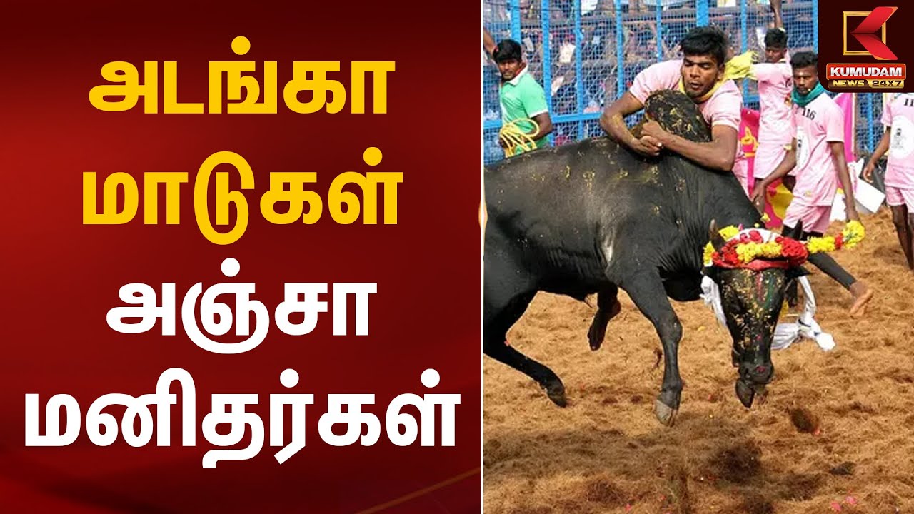 அடங்கா மாடுகள்🐂 அஞ்சா மனிதர்கள்💪 | Palamedu Jallikattu | Pongal 2026 | Kumudam News