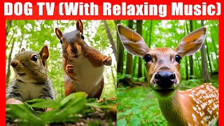 Dog TV: Relax Your Dogs - 36 Hours of Birds, Cows, Squirrels and Calming Music TV for Dogs to Watch
