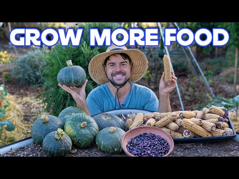 Mein Three Sisters Garden produzierte mehr Lebensmittel auf weniger Platz!