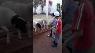 preview picture of video 'Sheep's swinging Qurbani 2018 Roshnee South Africa'